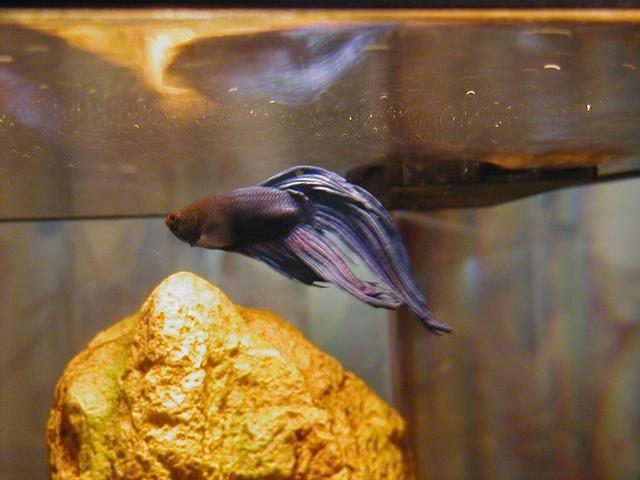 Charmaine's Fish