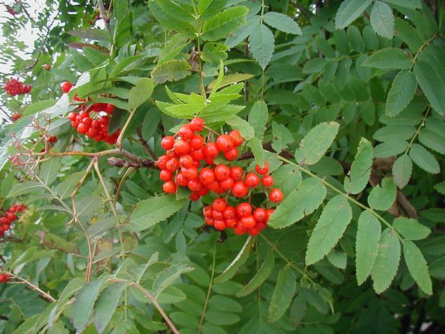 Northshore, Fall 2003