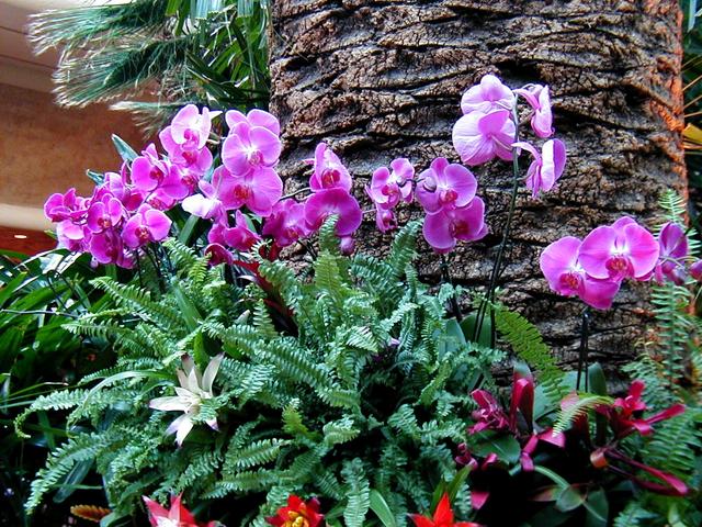 Las Vegas Trip - The Mirage