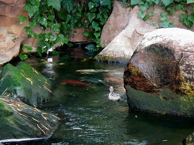 Las Vegas Trip - Flamingo Wildlife Habitat