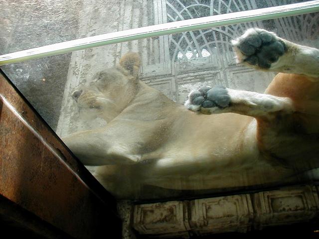 Las Vegas Trip - Lions at MGM Grand