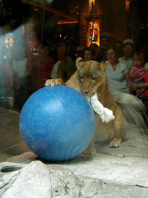 Las Vegas Trip - Lions at MGM Grand