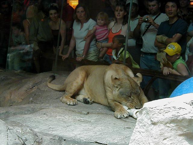 Las Vegas Trip - Lions at MGM Grand