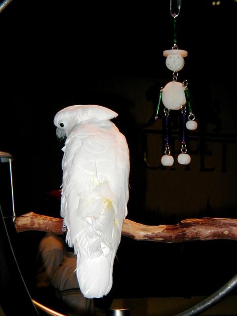 Las Vegas Trip - MGM Grand