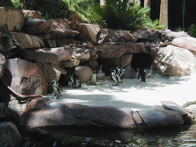Las Vegas Trip - Flamingo Wildlife Habitat