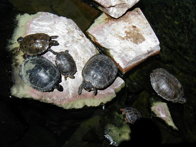Las Vegas Trip - Flamingo Wildlife Habitat