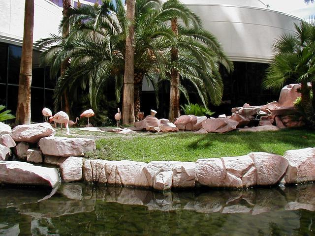 Las Vegas Trip - Flamingo Wildlife Habitat