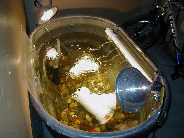 Pond Fish Winter Home