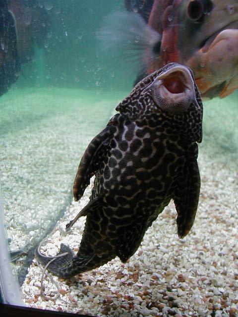 One of Chee Pang's Fish