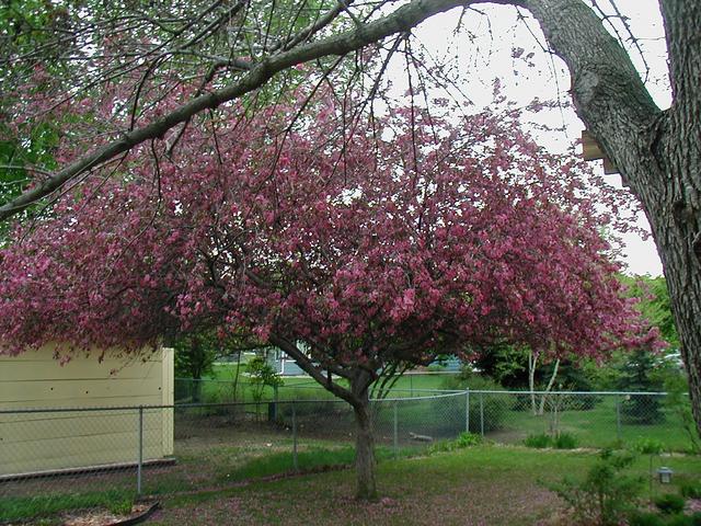 Crabapple Tree Blossoming