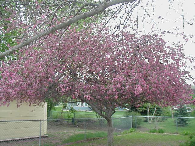 Crabapple Tree Blossoming