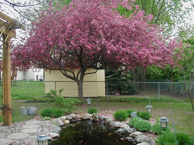 Crabapple Tree Blossoming