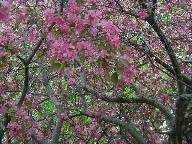 Crabapple Tree Blossoming
