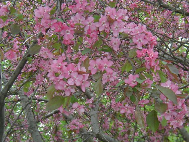 Crabapple Tree Blossoming