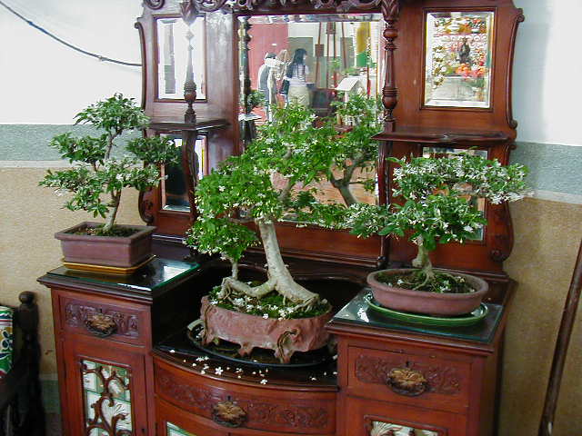 Bonsai