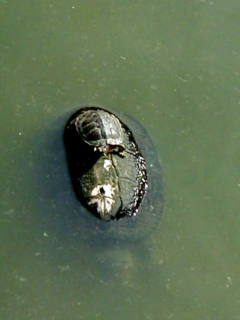 The Turtle Ferry Service