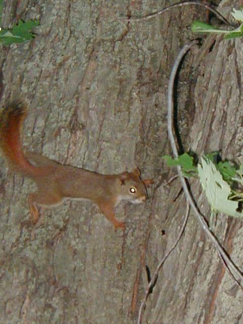 Canoeing at Taylors Falls, MN