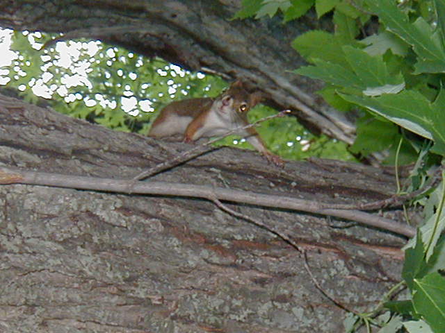 Canoeing at Taylors Falls, MN