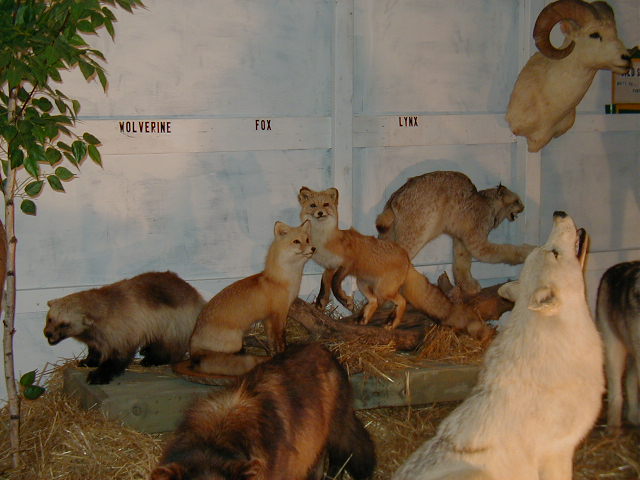 The Stephenson's Animal Display