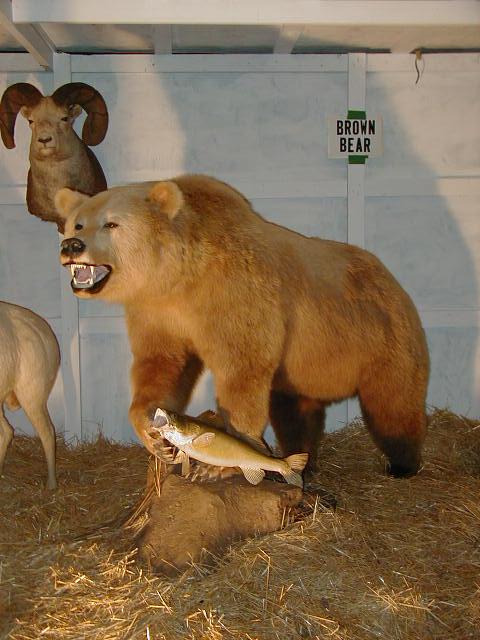 The Stephenson's Animal Display