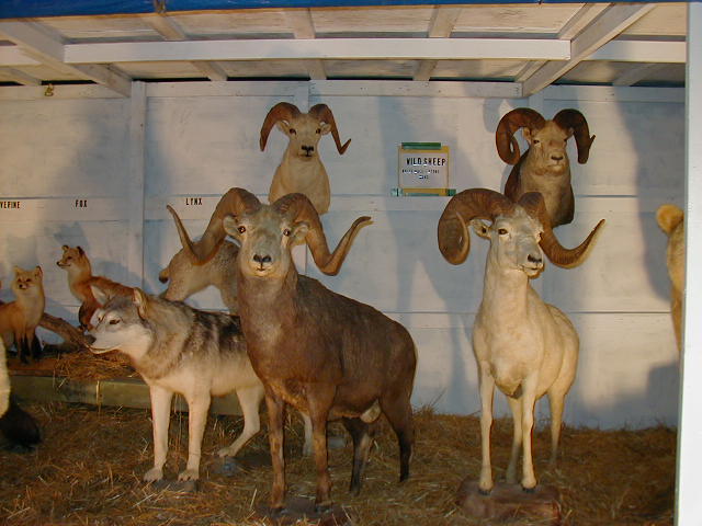 The Stephenson's Animal Display