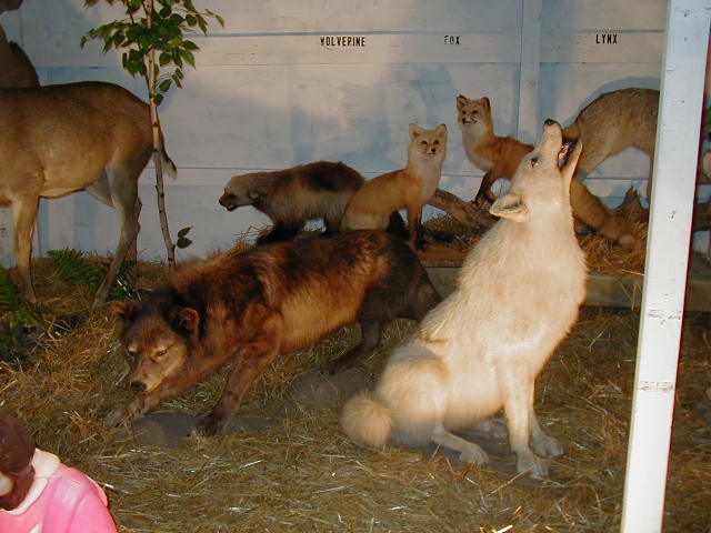 The Stephenson's Animal Display