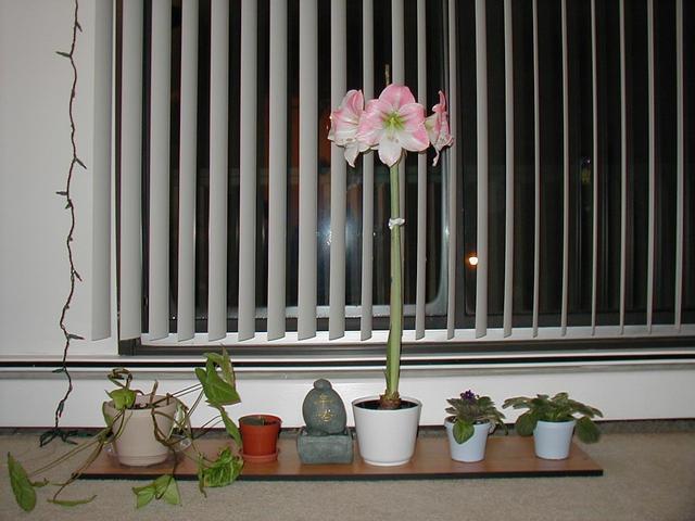 Charmaine's Amaryllis