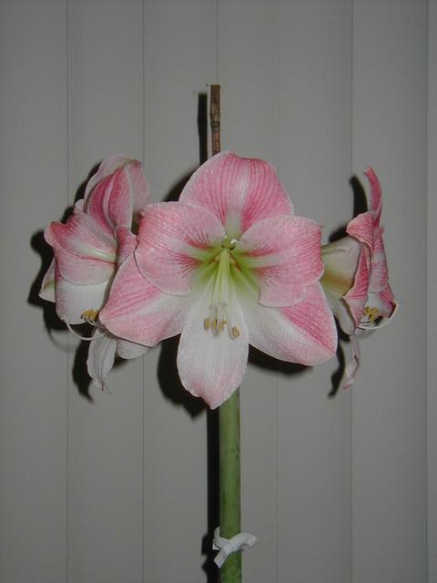 Charmaine's Amaryllis