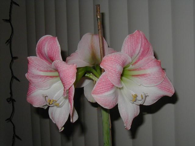Charmaine's Amaryllis