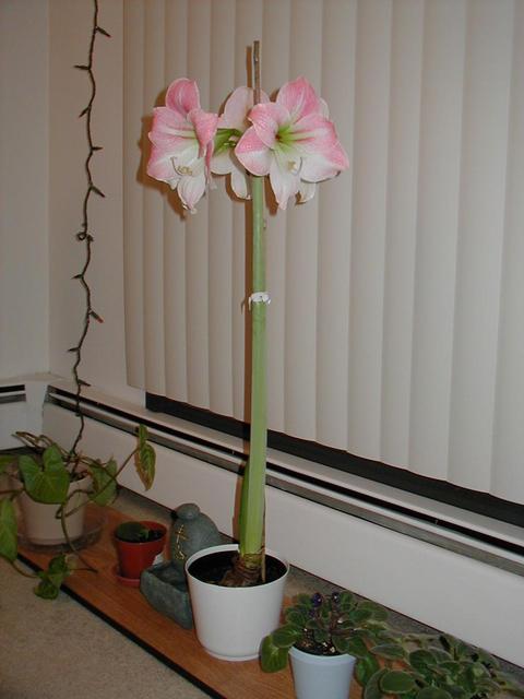 Charmaine's Amaryllis