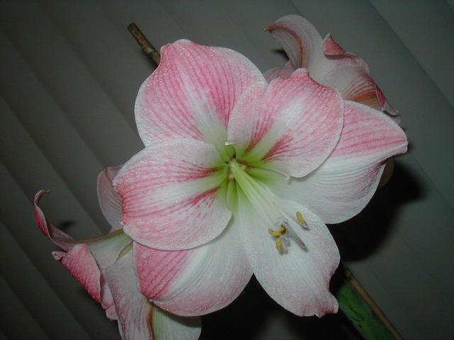 Charmaine's Amaryllis