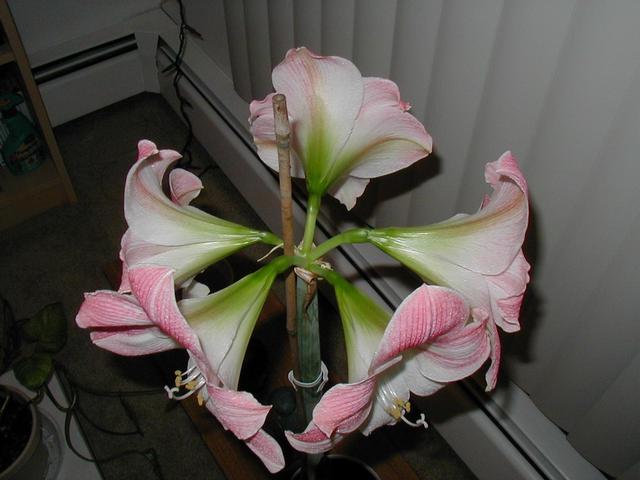 Charmaine's Amaryllis