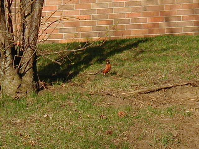 A Cardinal