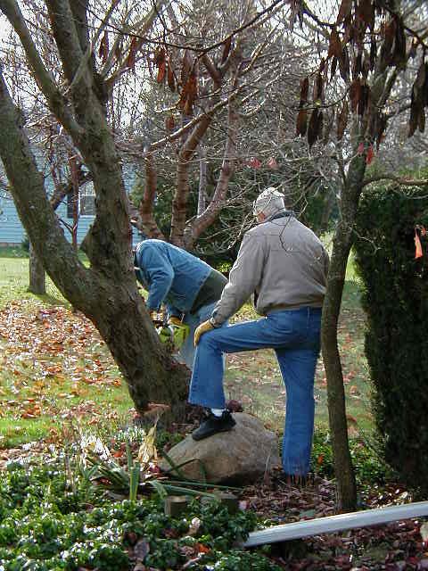Another Tree-Cutting Operation
