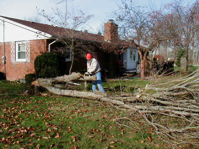 More Tree Cutting