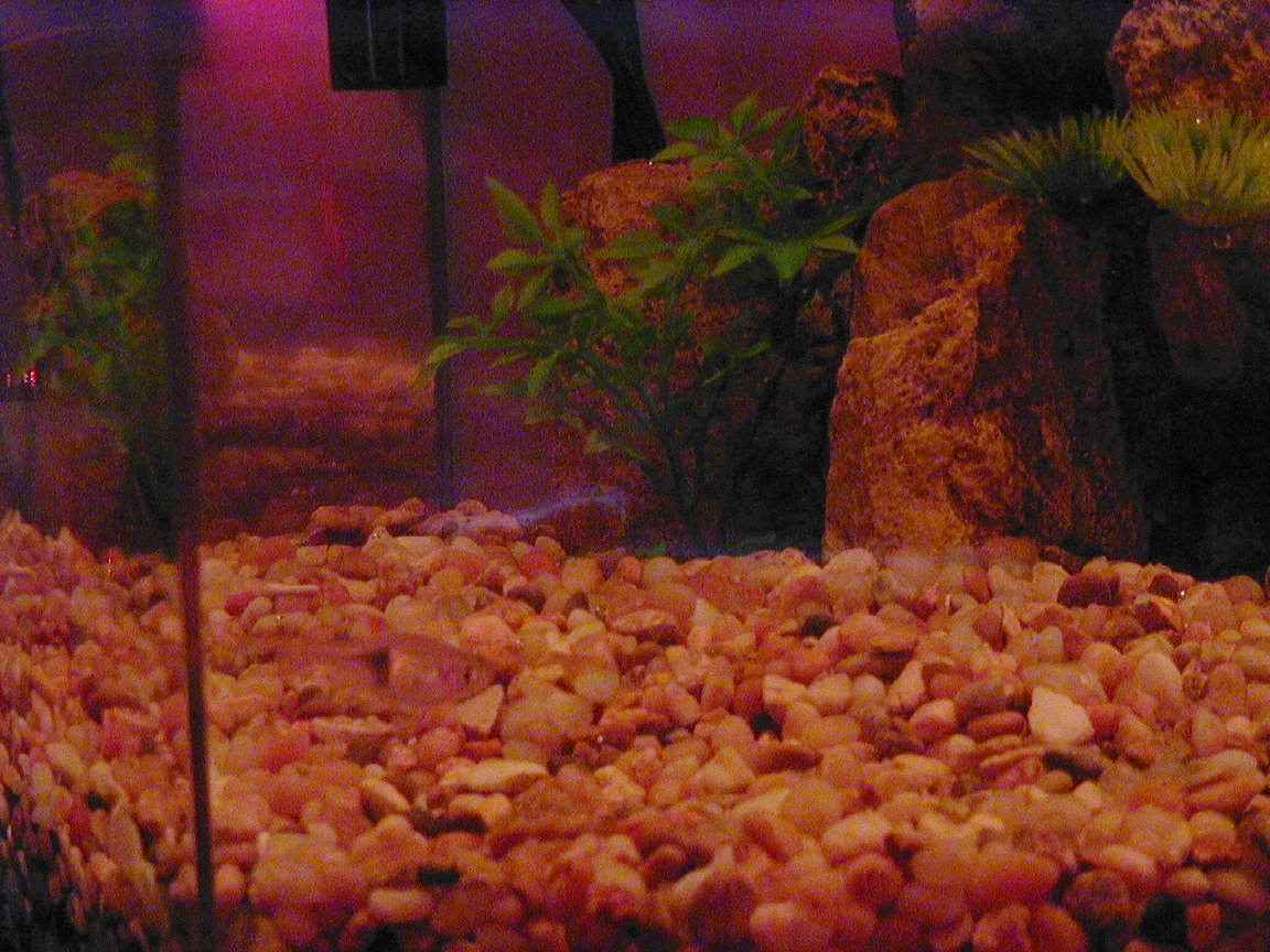Charmaine's Fishies