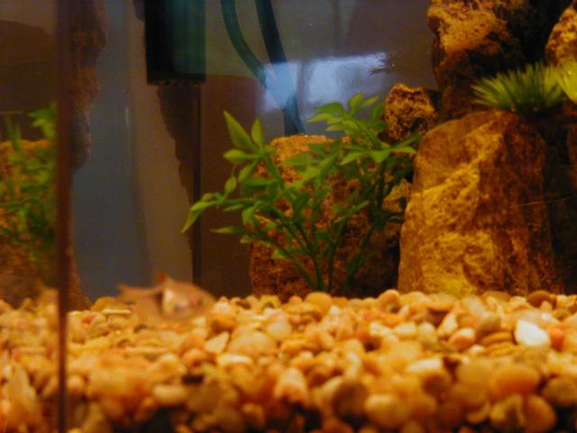 Charmaine's Fishies