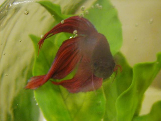 My Betta