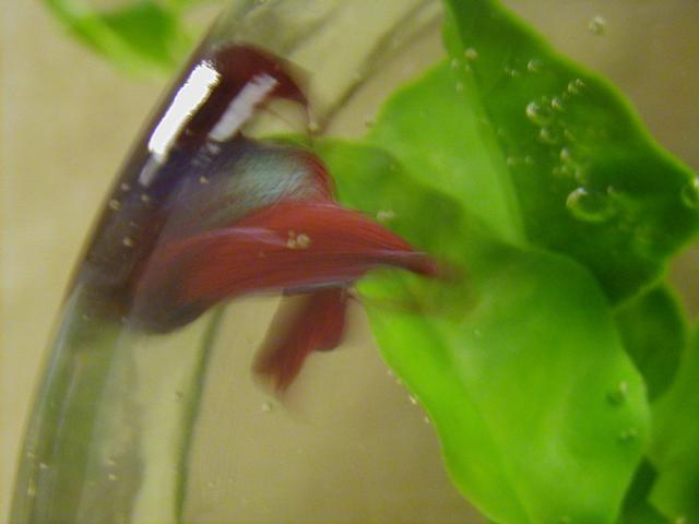 My Betta