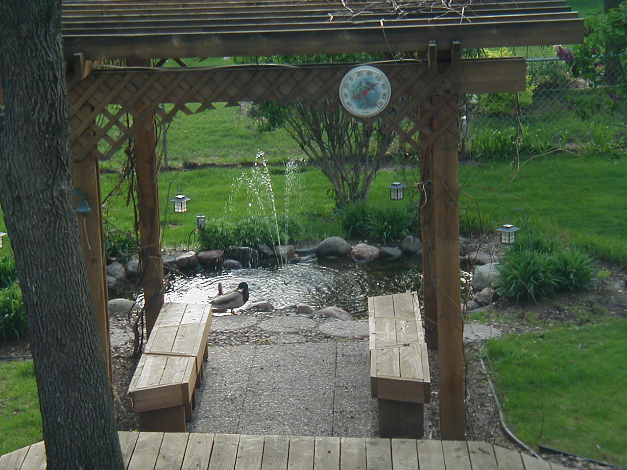 Quack!