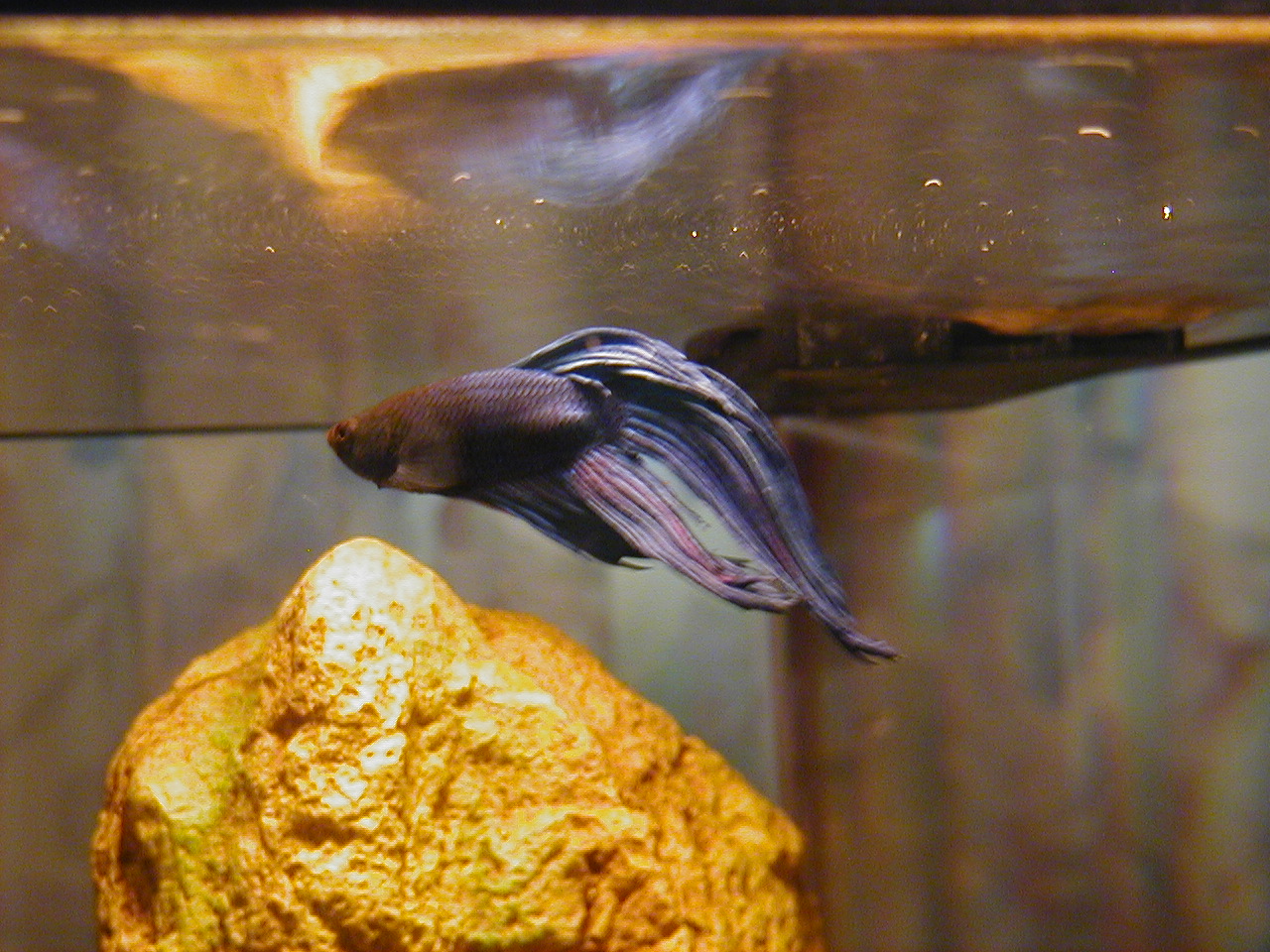 Charmaine's Fish