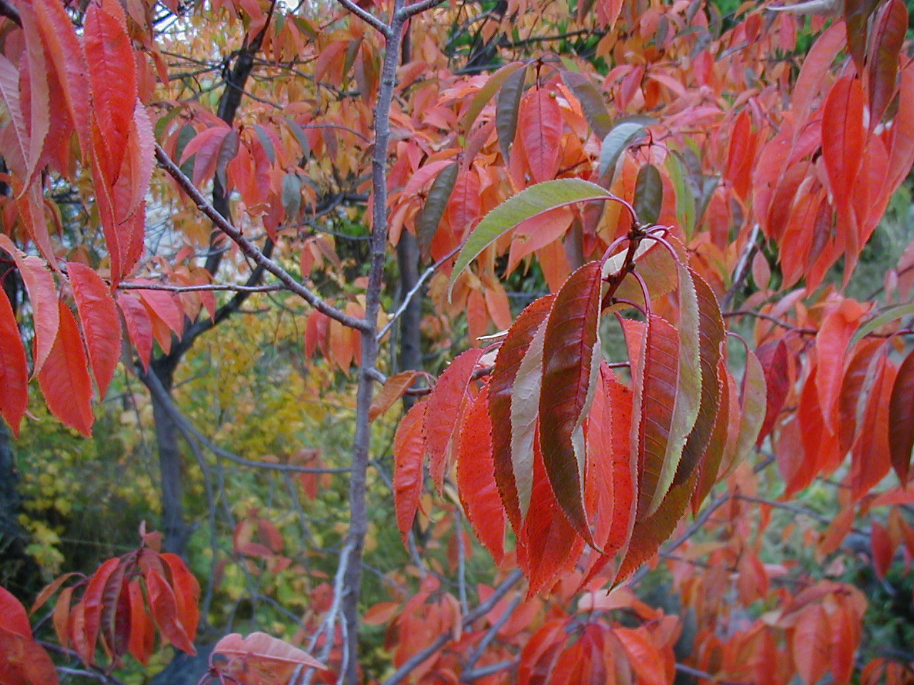 Northshore, Fall 2003