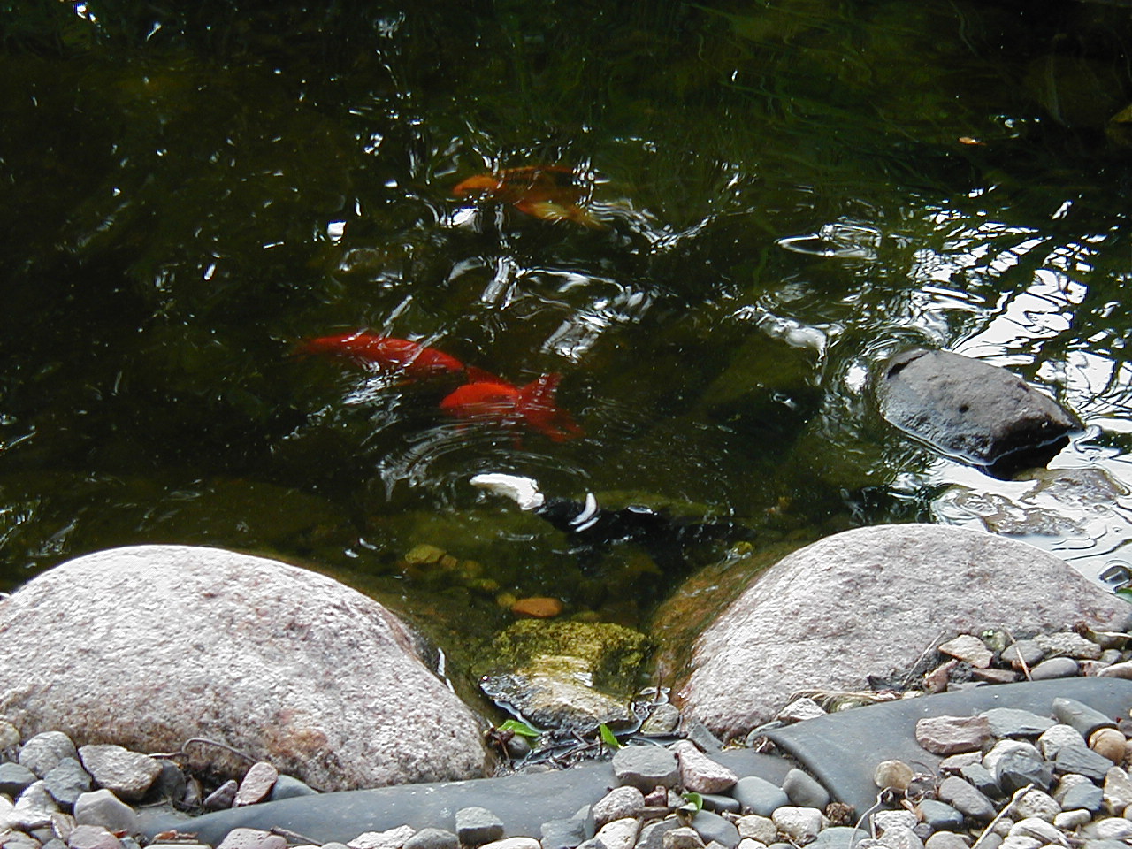 Pond Fish