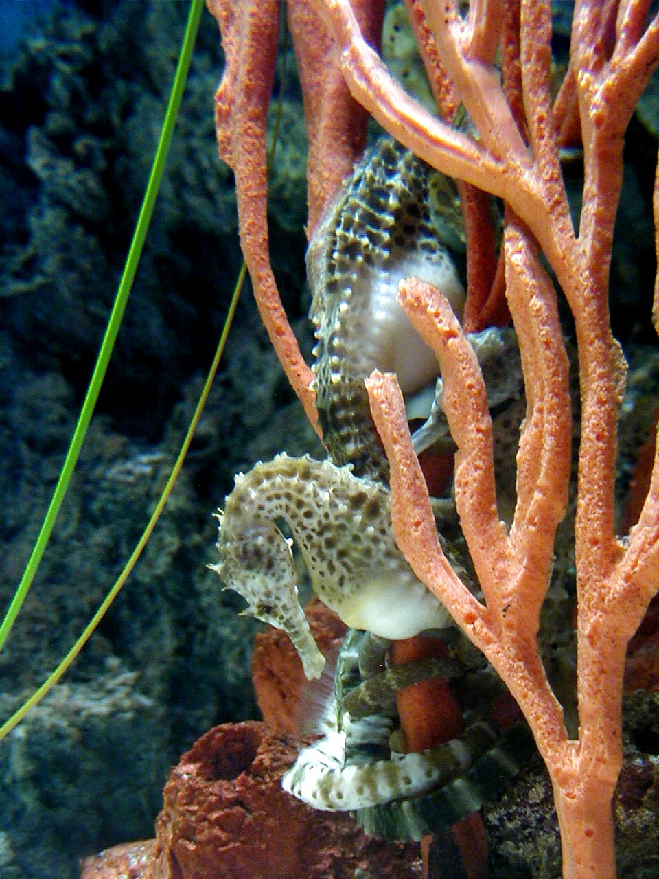 Las Vegas Trip - Bellagio