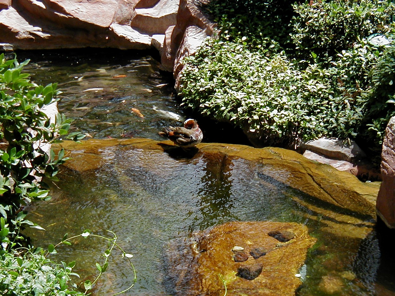Las Vegas Trip - Flamingo Wildlife Habitat