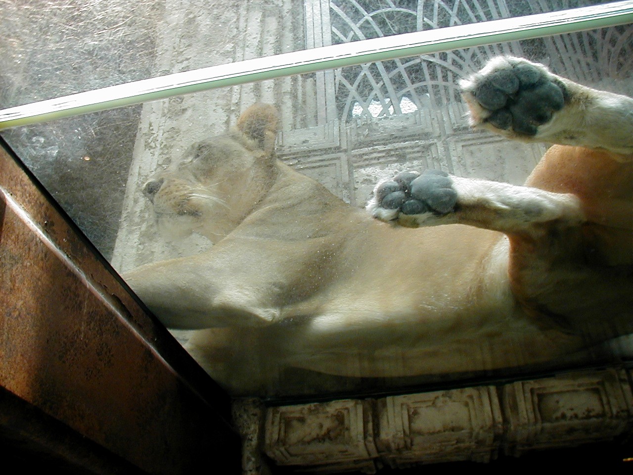 Las Vegas Trip - Lions at MGM Grand