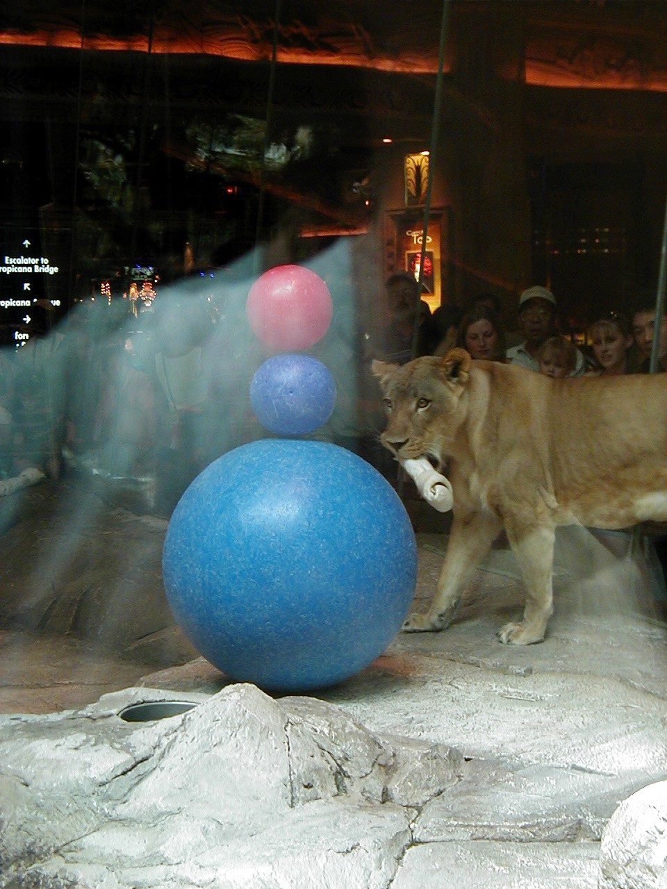 Las Vegas Trip - Lions at MGM Grand