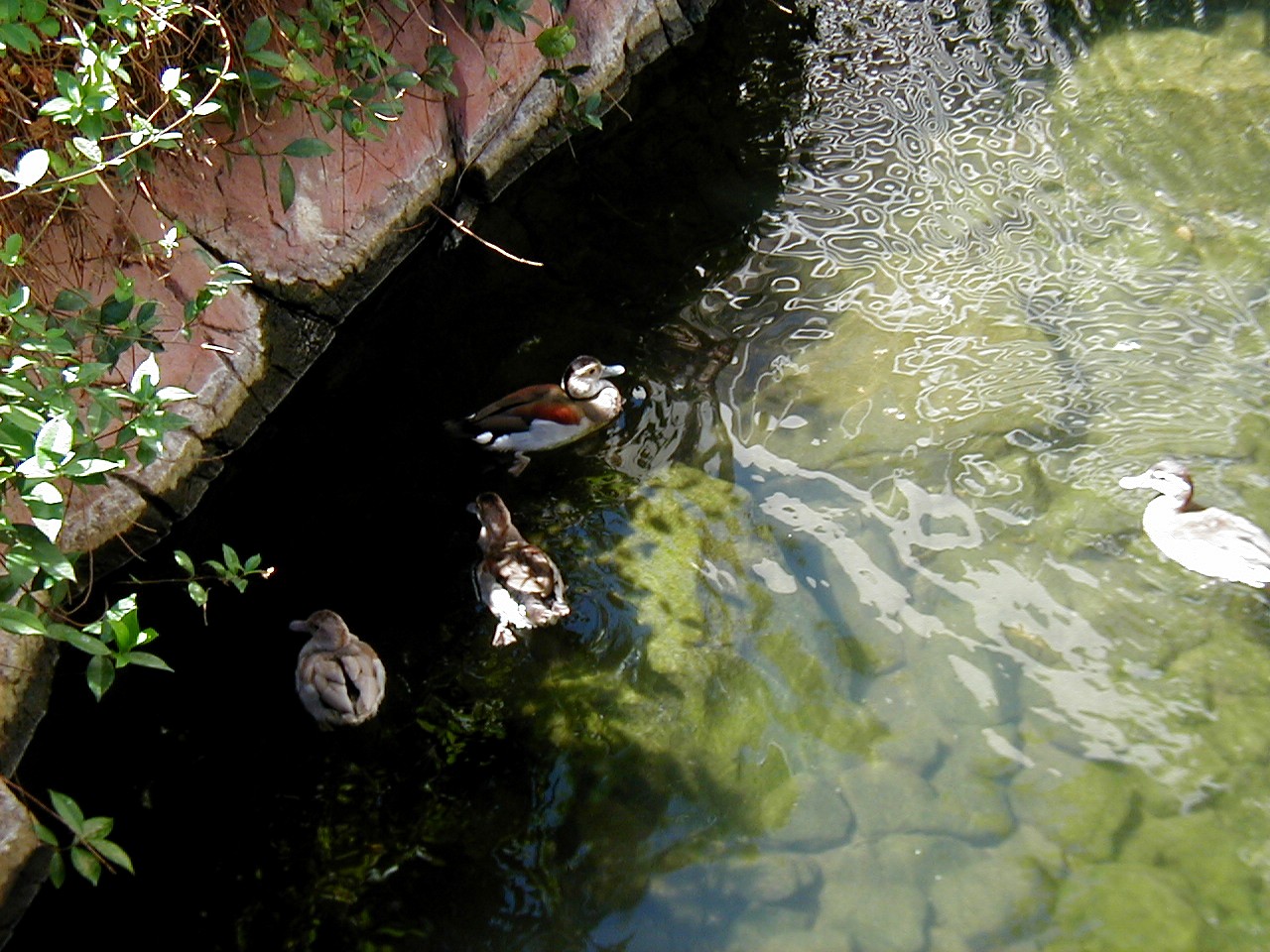 Las Vegas Trip - Flamingo Wildlife Habitat