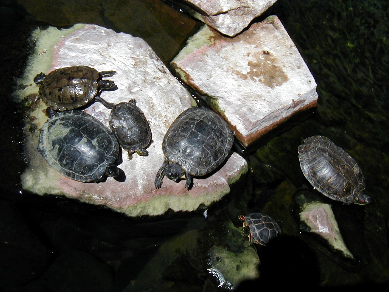 Las Vegas Trip - Flamingo Wildlife Habitat