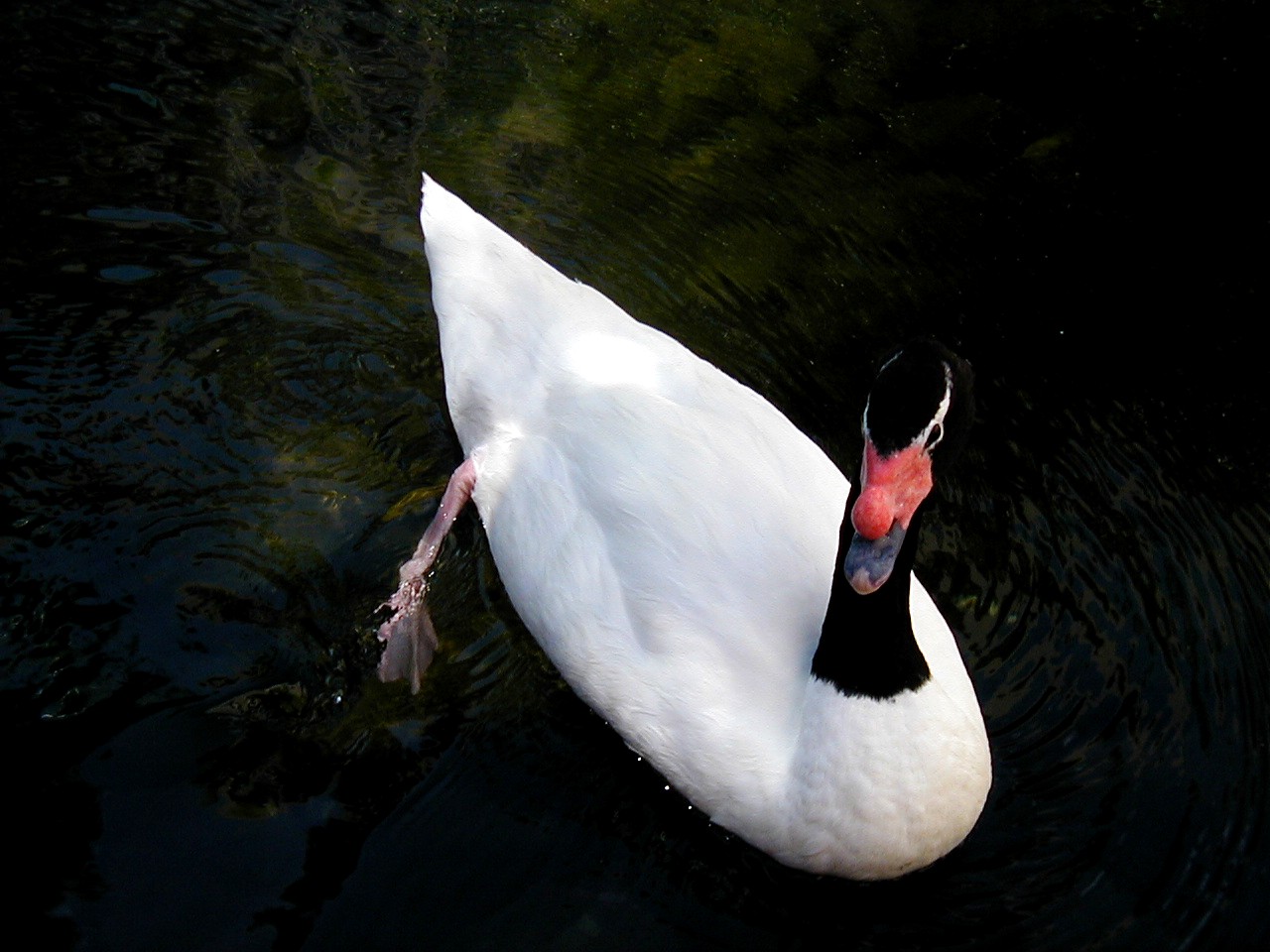 Las Vegas Trip - Flamingo Wildlife Habitat